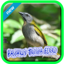 Tássaros Trinca Ferro Chilrear 1.0