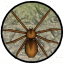 Spider Nest Simulator - insect and 3d animal game 2.1