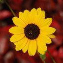 Sunflower Wallpaper 1.0.0